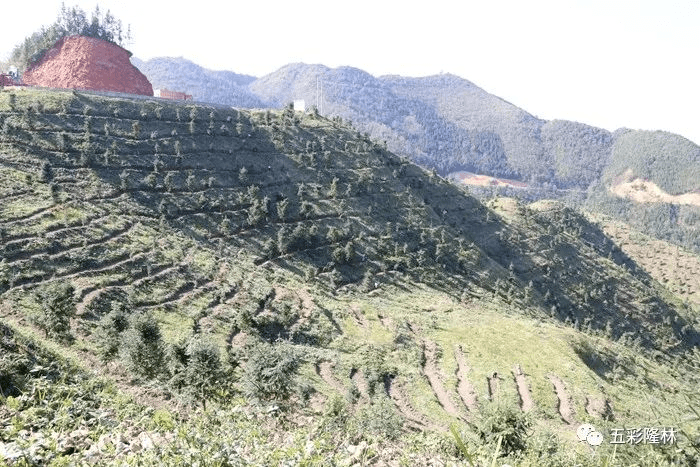 二,三代种子园喜获丰收隆林自治县国有金钟山林场杉木良种基地丰收