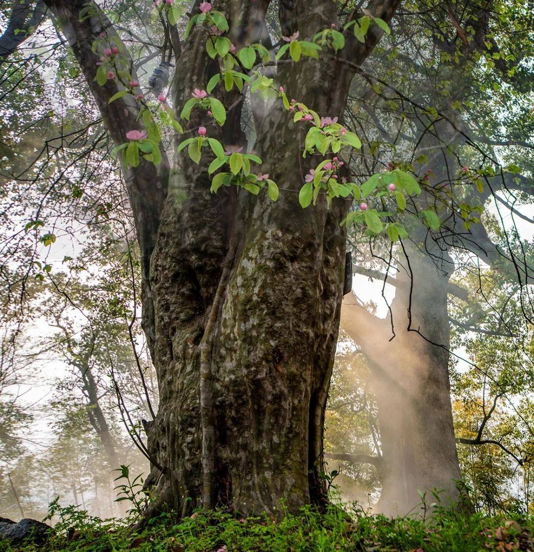 围观罗田县我家门前那棵树摄影获奖作品欣赏
