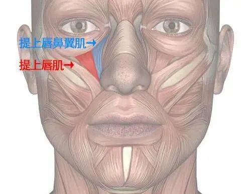 上唇鼻翼肌和提上唇肌的位置年轻时的陈冠希属于阳光型男孩,笑容使用