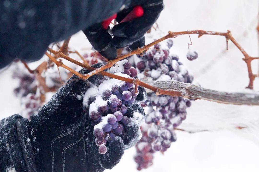要怎样度过寒冷的冬天葡萄我太难了