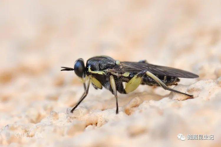 背圆粗腿木虻 solva marginata (meigen)广布于古