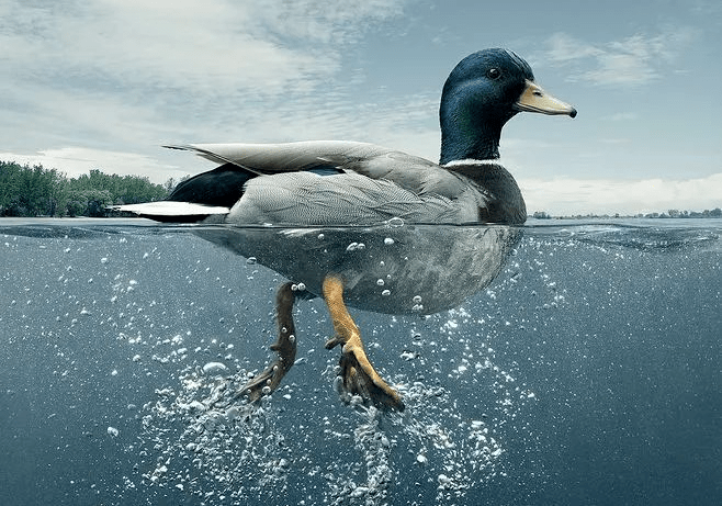 鸭子凫水图片