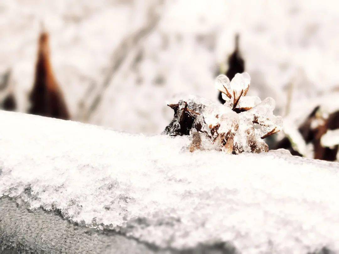 冬已至,山已白,这个冬天来看看天全的雪景吧!