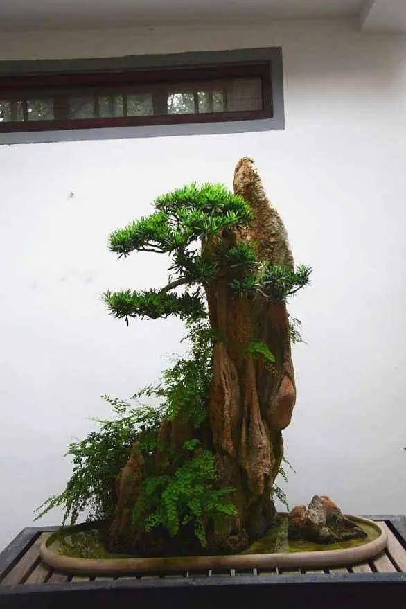 浅谈山石盆景石料的选择