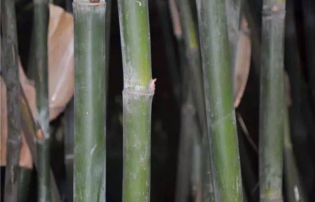 硬头黄竹属双子叶植物纲簕竹属