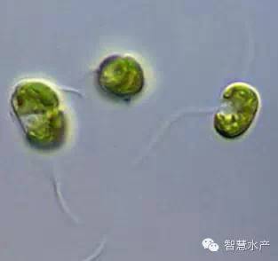 3,杜氏藻(盐藻)两条等长顶生鞭毛,色素体杯状,较大橙红色眼点.