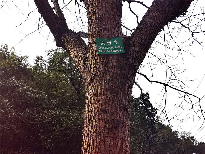 怀化中坡公园名贵树木挂上了“明星牌”