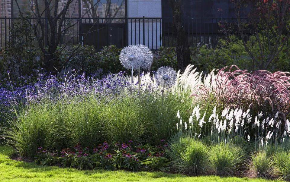 有一种植物之美藏在观赏草里