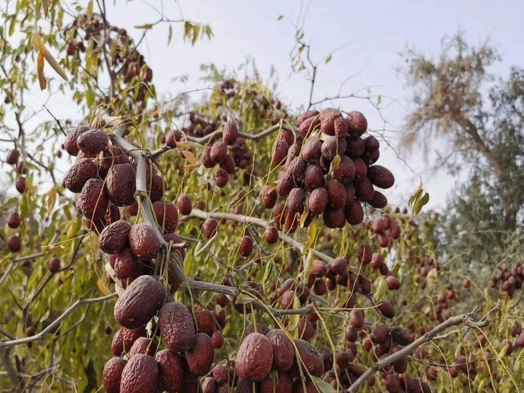 古楼兰的"若羌灰枣",树上自然吊干,肉厚,核小,超香甜!_红枣