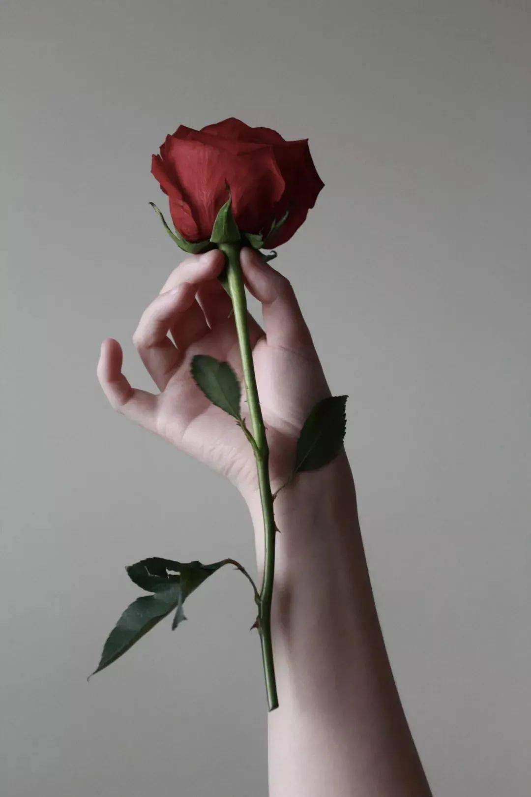 玫瑰刺穿手掌流血图片图片