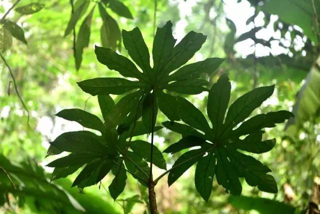 生物多样性看西双版纳‖植物篇①:雨林之花_叶藤