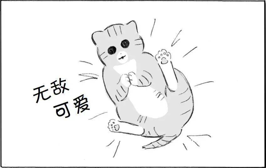 领养一只流浪猫真香