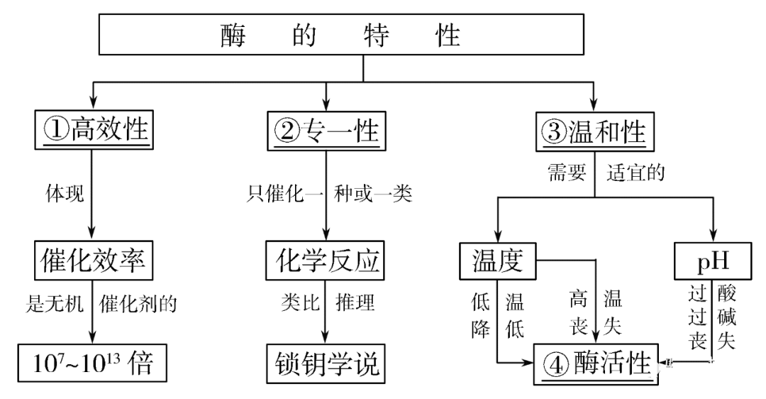 高考生物一轮复习分子与细胞思维导图专题汇总汇总