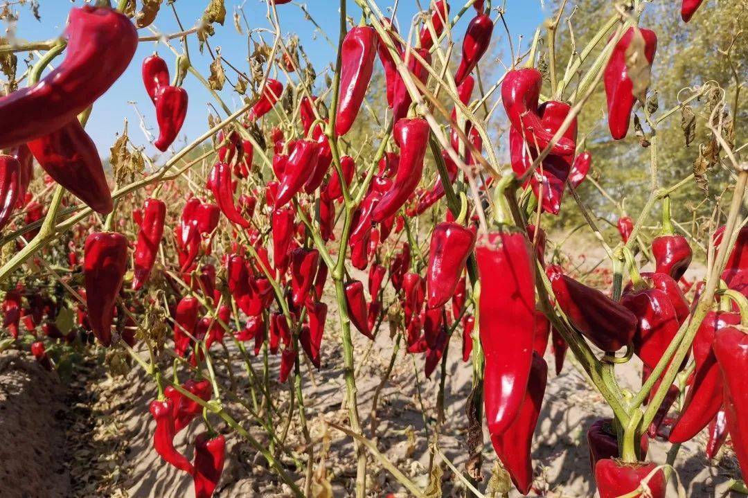 其皮红肉厚,色质纯正,果实细长,品质优良,除维生素,辣椒素和各种营养