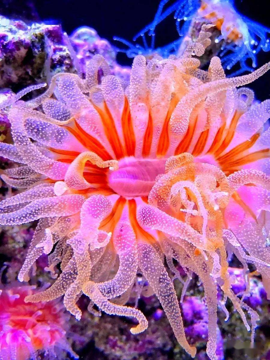 黑暗中的精灵带你领略nps珊瑚的美