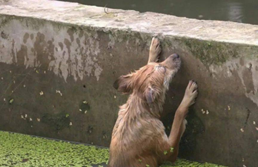 狗狗在湖里垂死挣扎,对路人的帮助视而不见,看见这幕心都碎了