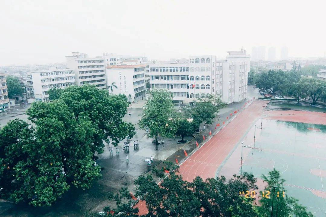 望牛墩中学那年花开木棉时