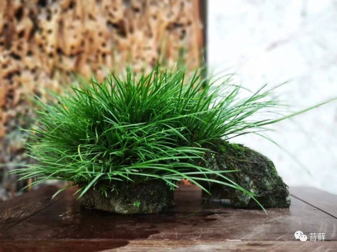 冬日里喝茶赏蒲,晒晒太阳暖暖身子!_赏青