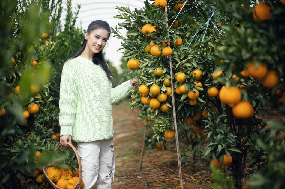 黄圣依身着薄荷绿毛衣 持果篮状态似少女