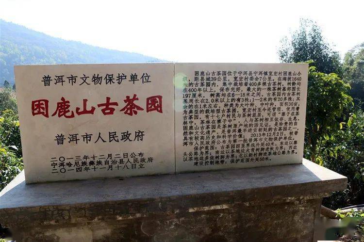 困鹿山皇家古茶园介绍