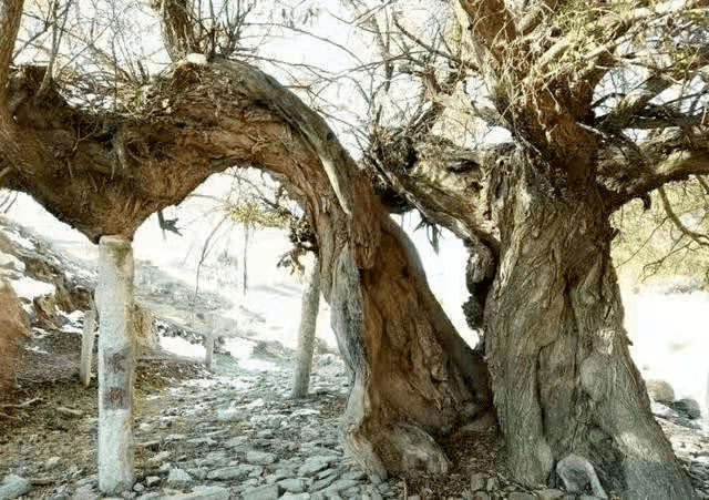 海原大地震一百周年祭 | 百年震柳// 梁衡 朗诵//黄怡林_手机搜狐网