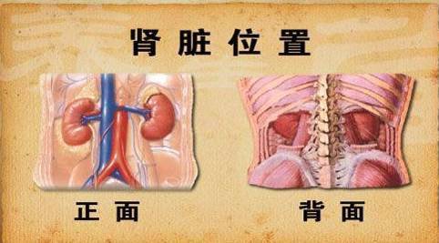 人体解剖图肾的位置图片