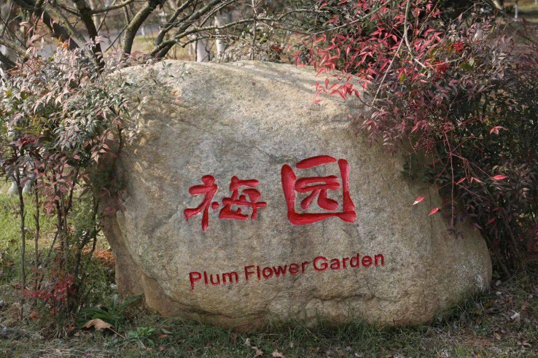 梅园但在南昌旅游一卡通免费景区凤凰沟尽管眼下还仅仅是腊梅初开的