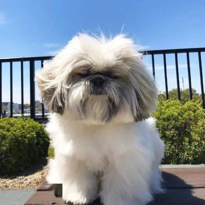 大佬既视感的齐刘海酷汪这只狗狗好精致