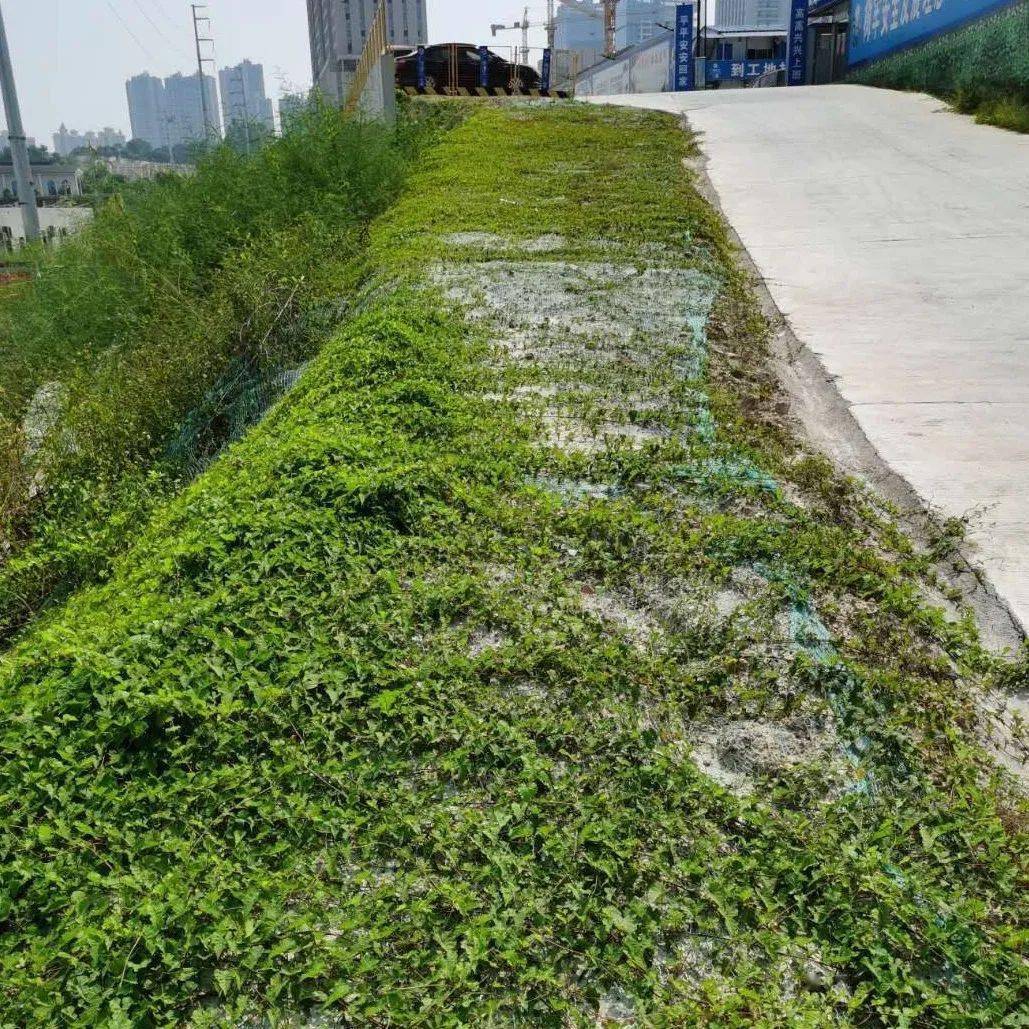 绿植覆盖车辆冲洗雾炮机降尘屋面喷淋系统7讲究卫生 文明健康01区域