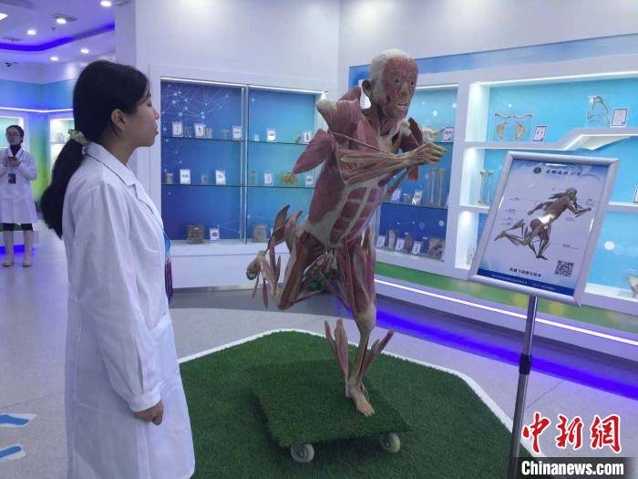 安徽医科大学人体科学馆,博物馆中医珍品馆开馆_标本