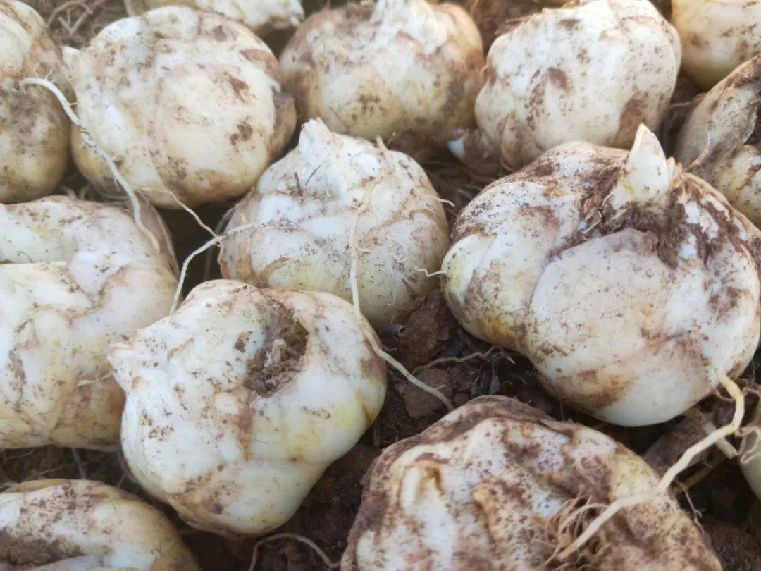 之乡"的哲觉镇,有长期种植鱼腥草,百合,天麻,雪莲果,白术,黄芹,党参