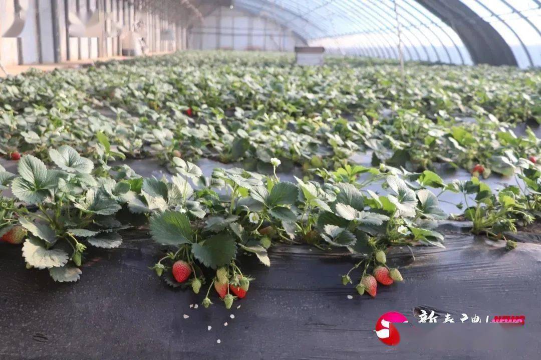 渐成佳境!新泰"光伏小镇"打造生态光伏公园