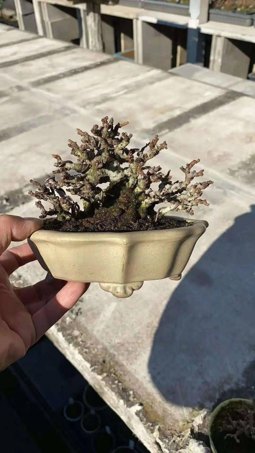 苗培与下山桩的区别——碎碎念10_手机搜狐网