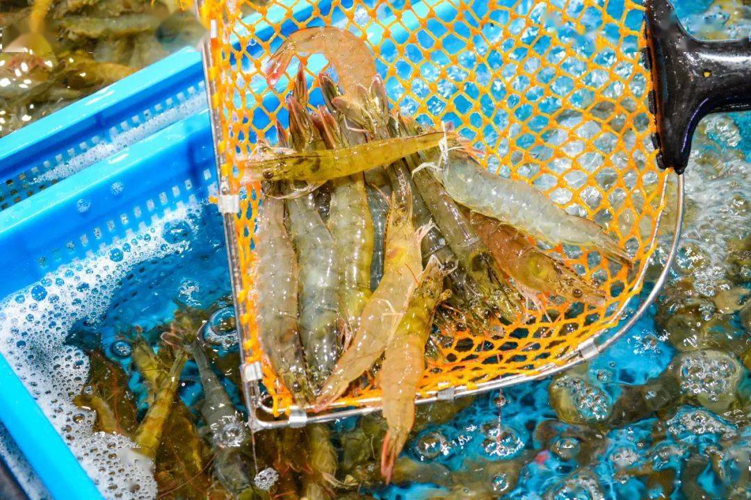 =基围虾=海鲜一直是盒马的金字招牌,不管买不买,都值得来这里走一圈