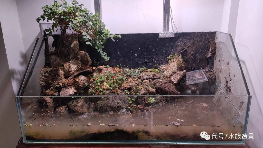 龟缸造景水陆分离教程图片