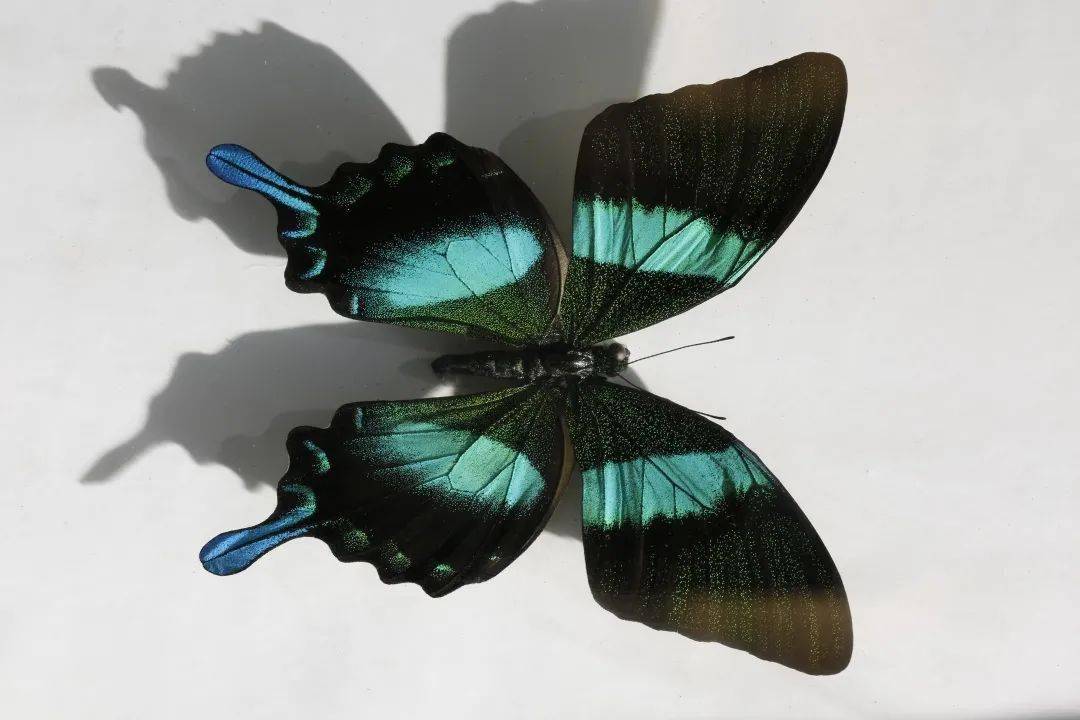 临洮博物馆大型蝴蝶科普展