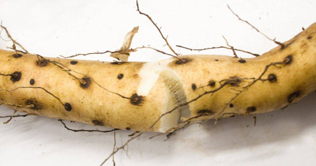 这一口粉糯香甜手里的山药片都不香了