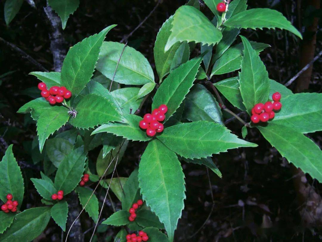 16九管血ardisia brevicaulis紫金牛科 紫金牛属 九管血果期10-12