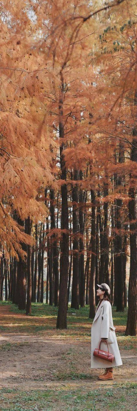 冬日才有的梦幻"童话林"走起来!_水杉