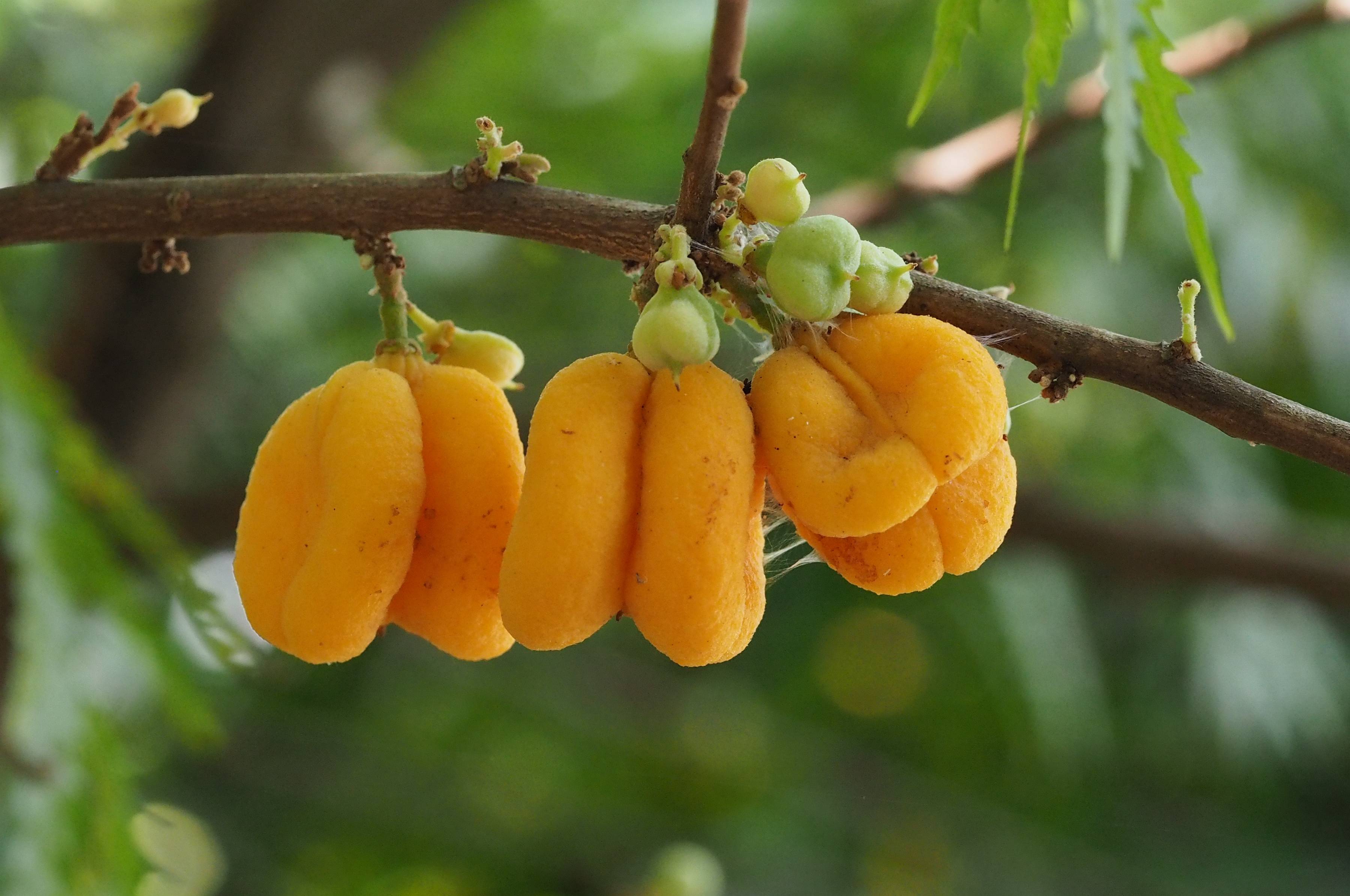 花粉福音首部华南植物园导赏图鉴出版