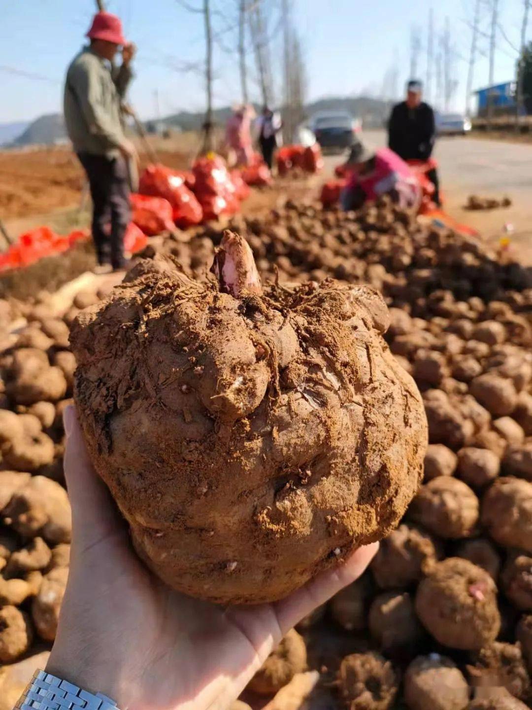 2021年10亩魔芋保姆式种植服务创业计划