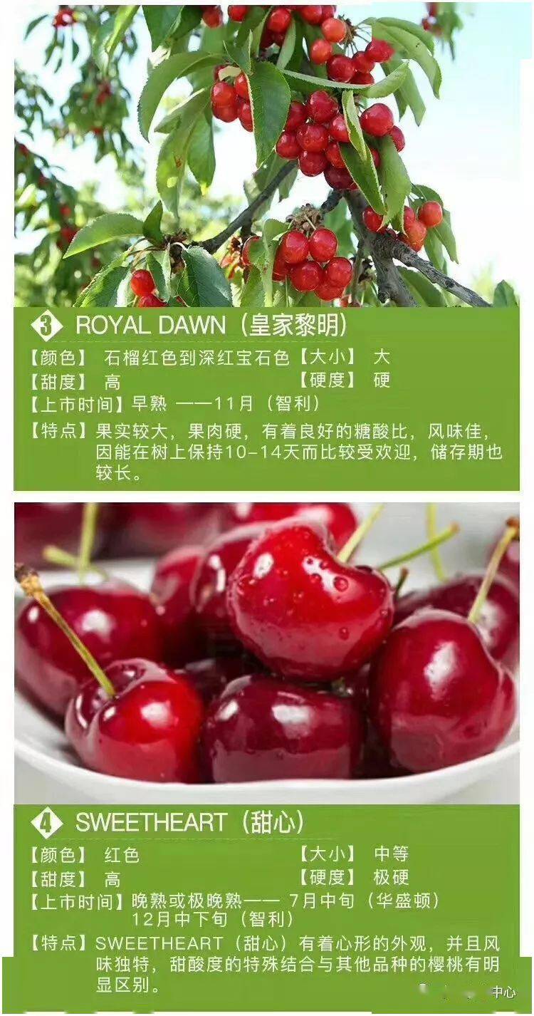 (上图为智利车厘子的品种及供应月份)全球车厘子(樱桃)的主要产区附