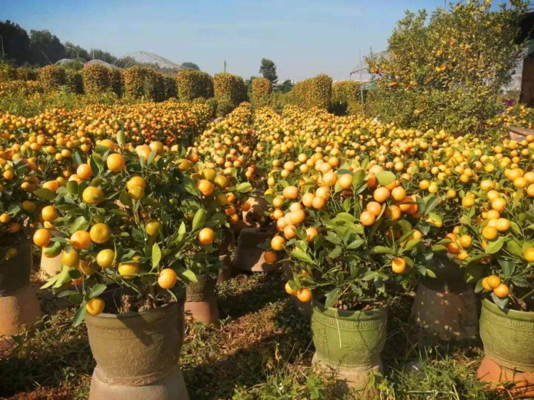 厚街这里遍地"黄金"_年桔