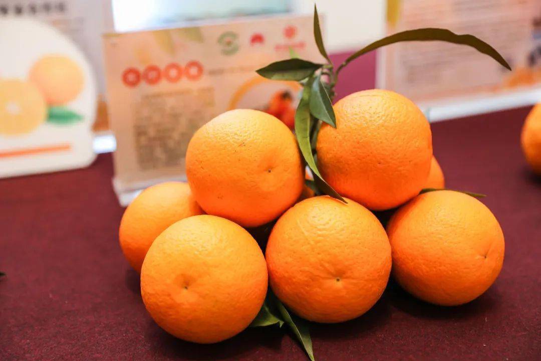 明日见和春见哪个好听点(明日见和春见的区别)