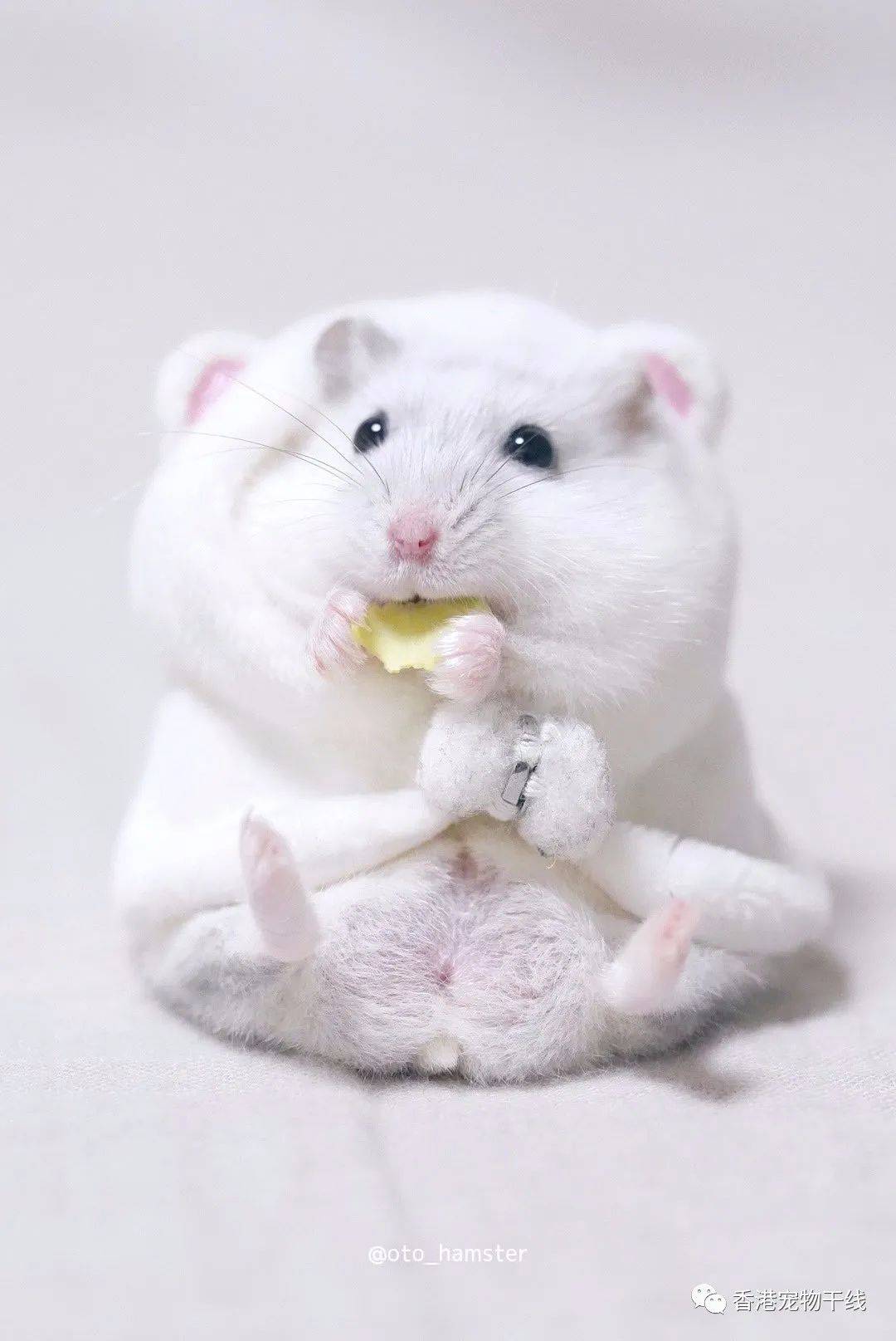 颜值爆表又乖巧的仓鼠爱了爱了