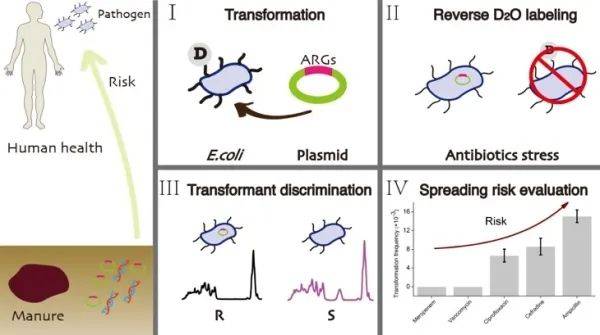 抗生素抗性基因水平转移研究获进展