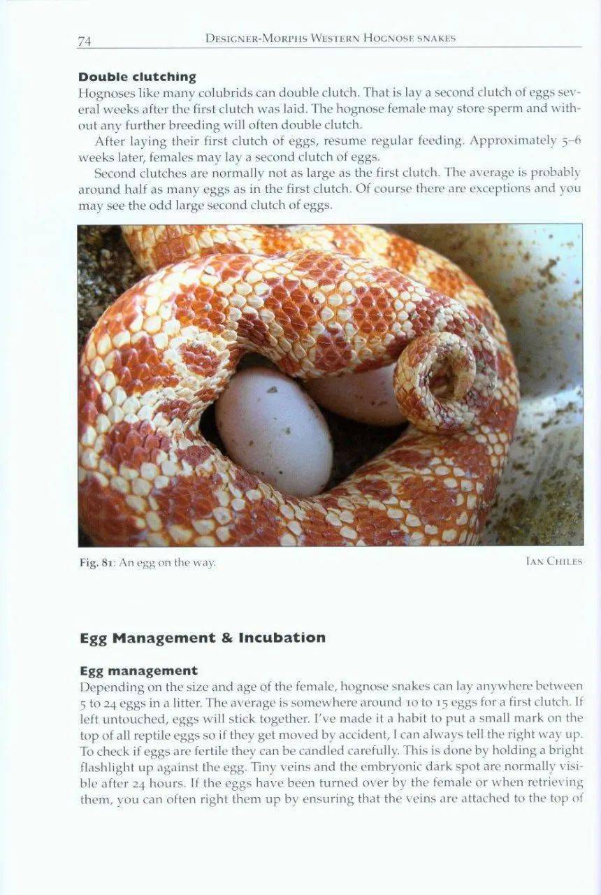 猪鼻蛇基因图鉴图片