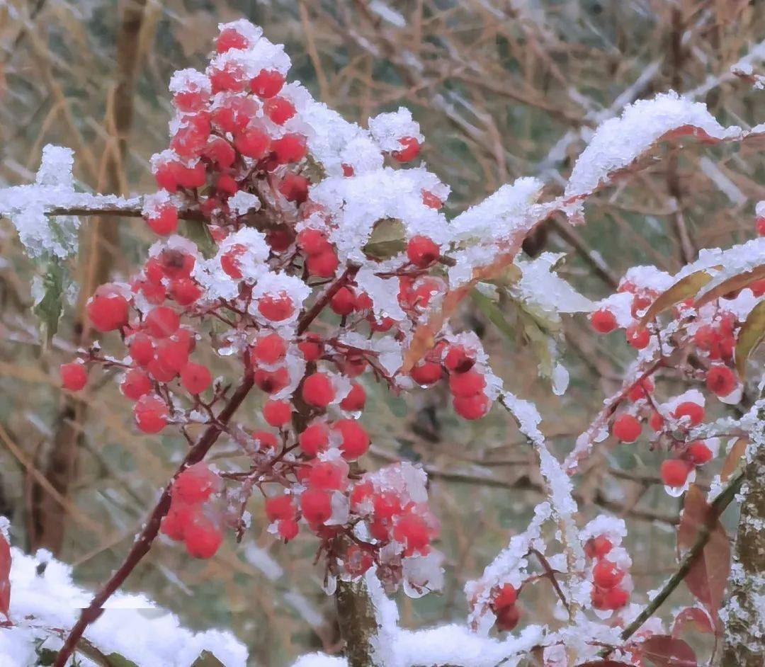 一場雪驚豔了整個礦大!_鵝毛大雪