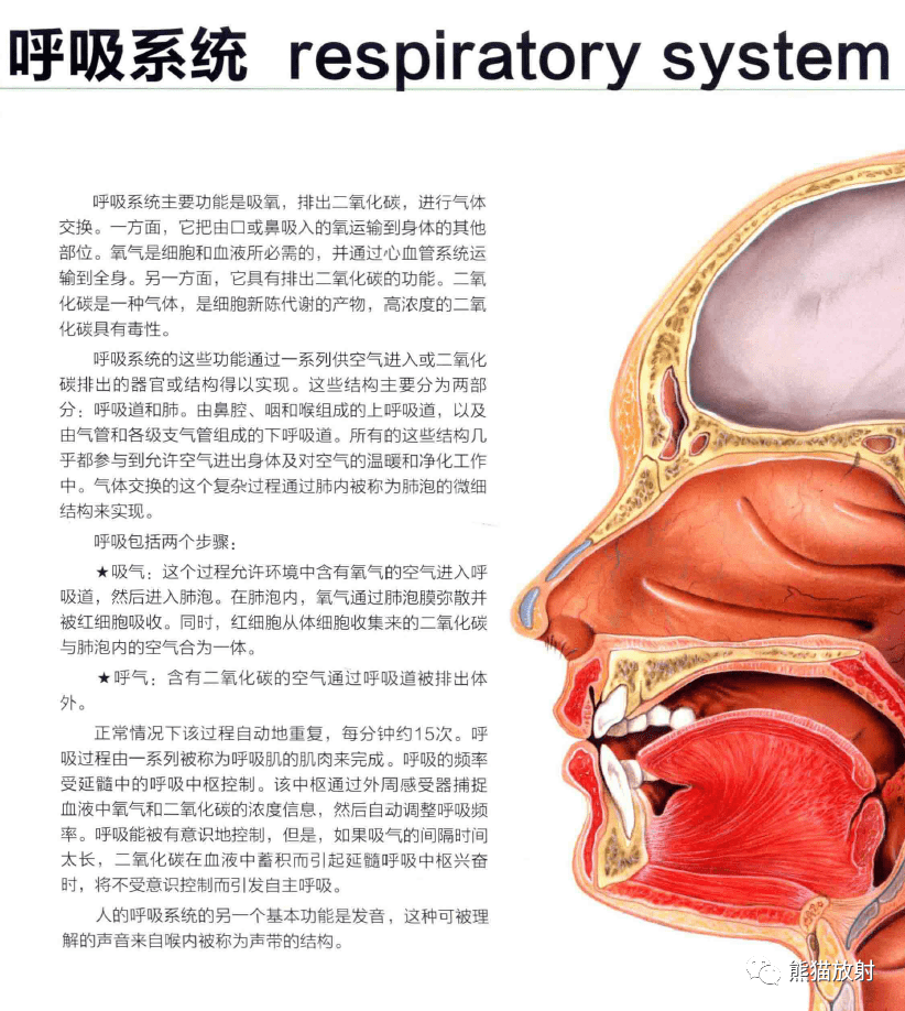 人体呼吸全过程循环图图片