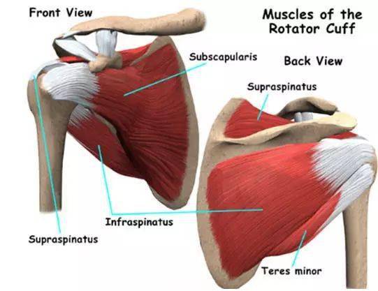 肩袖是包绕在肱骨头周围的一组肌腱的集合,由冈上
